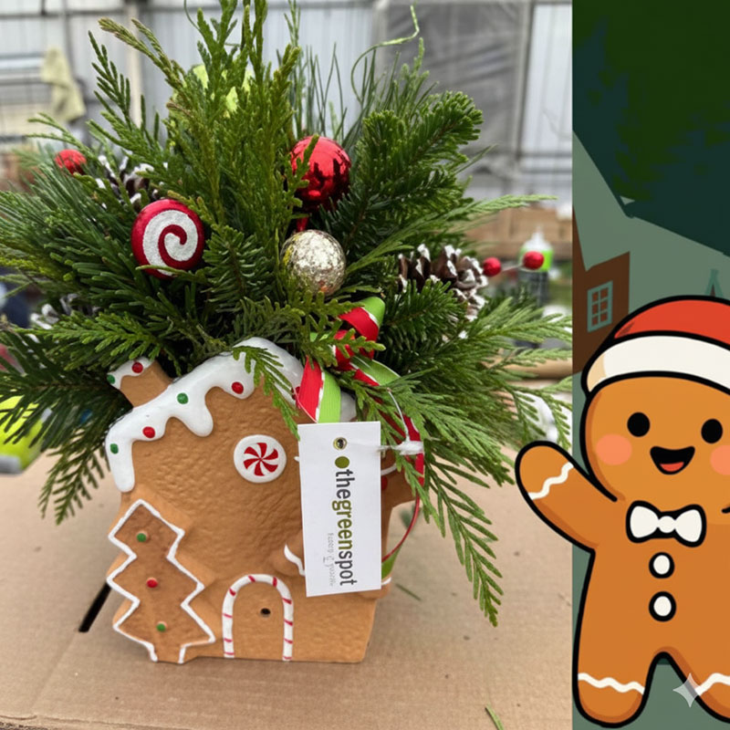 Christmas Kids Class Series – Live Gingerbread Arrangement featured image